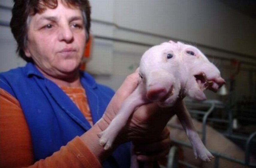 Мутант, родившийся на загрязнённой радионуклидами территории. Но не факт, что на это повлияло радиоактивное излучение.