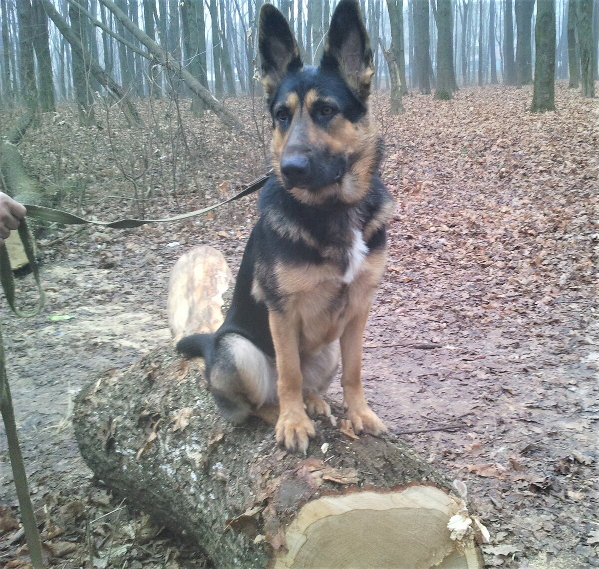 Кейси, год и три месяца