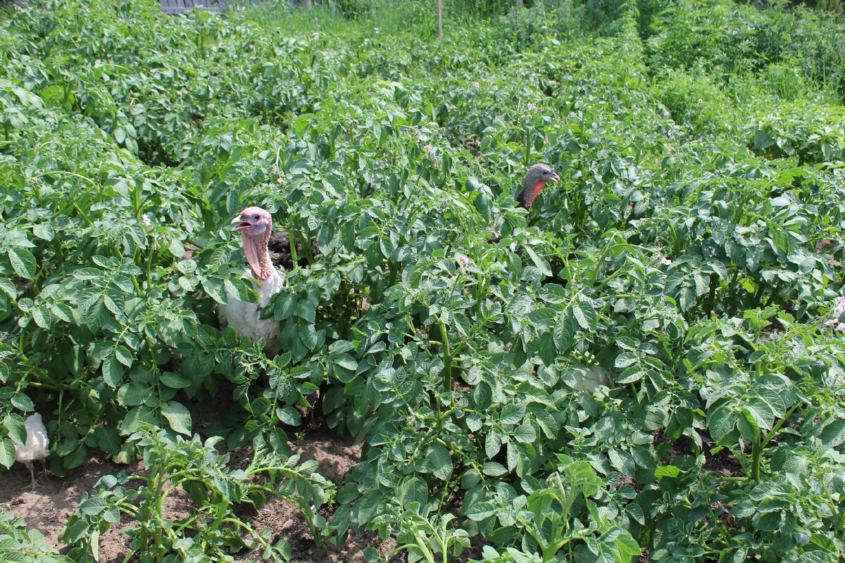 В огороде. Фото автора.