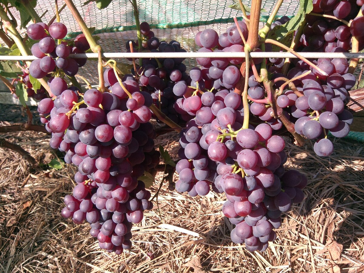 3 главные Ошибки при обрезке Винограда весной. Не совершайте их, если хотите увидеть Ягоды в этом году