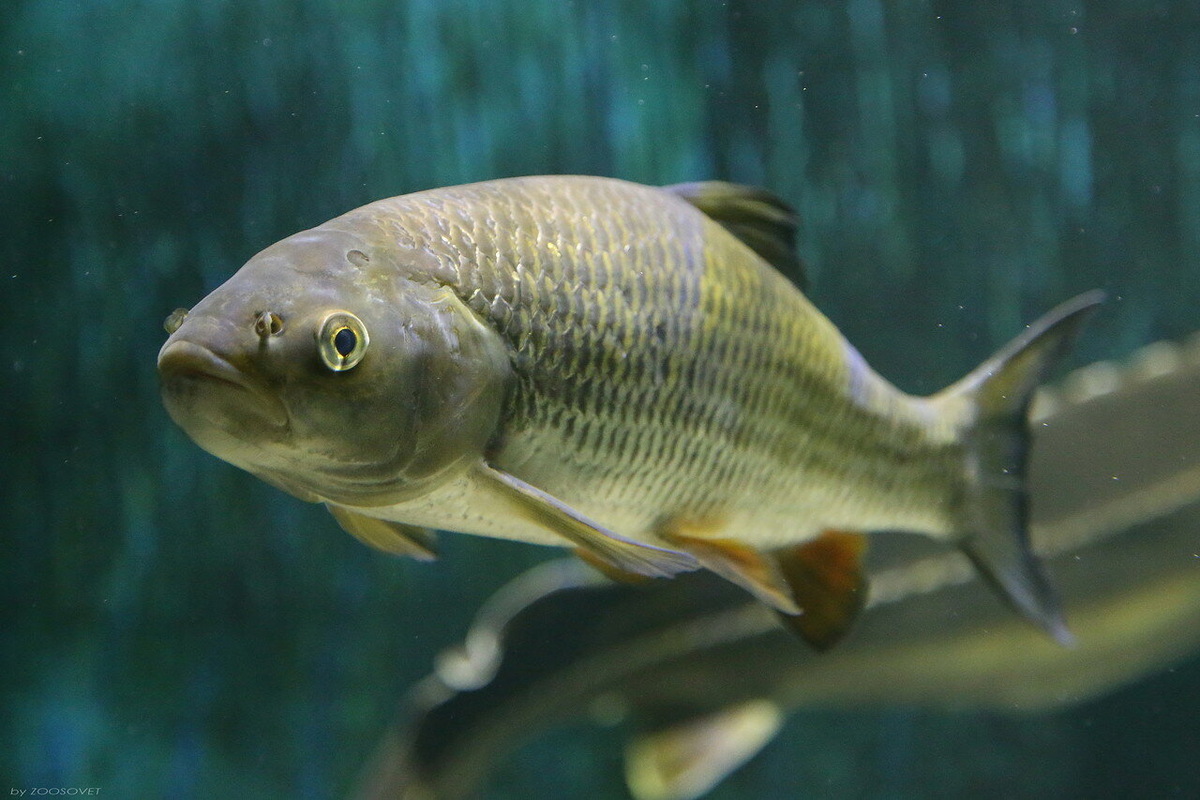 Фото: photo-fauna.livejournal.com