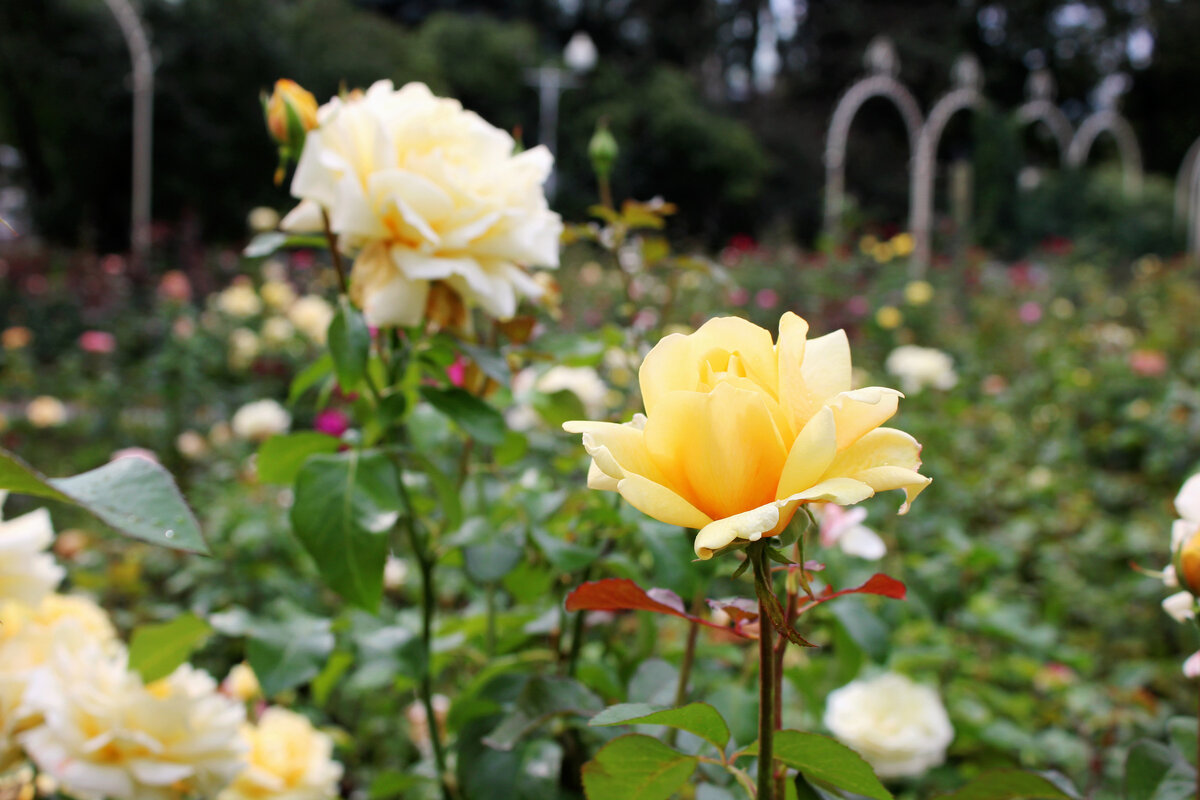 Розарий парка Горького, Москва (личный архив)