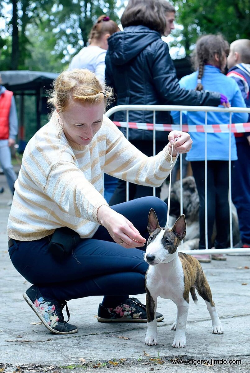 Щенок миниатюрного буля. Очень обаятельный