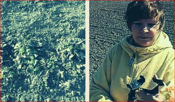 Рыхлю клубнику ручным культиватором