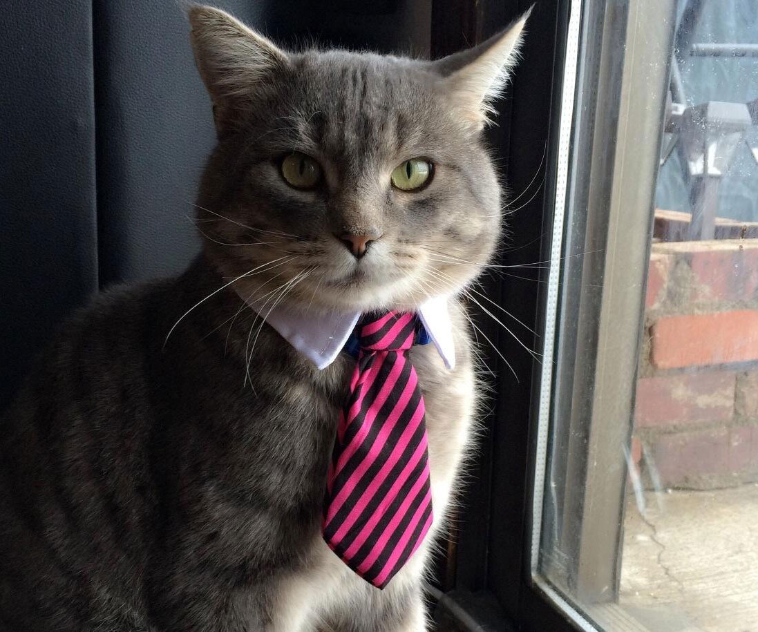 Кот в костюме с галстуком