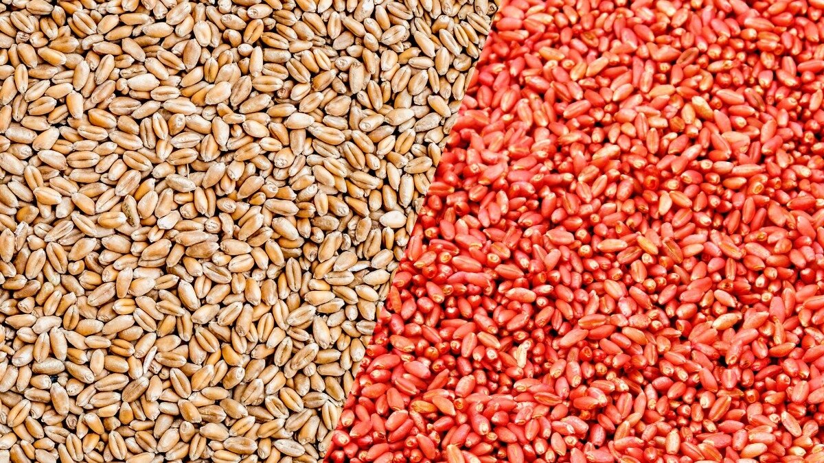 Фото:agroolymp.ru
Фотография носит иллюстративный характер