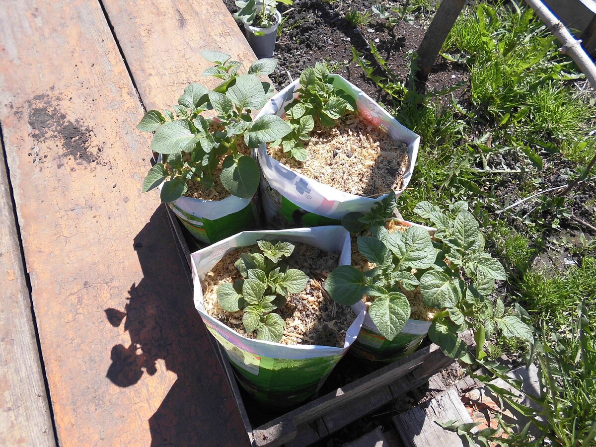 Рассада картофеля. Разведение новых сортов от одного клубня.