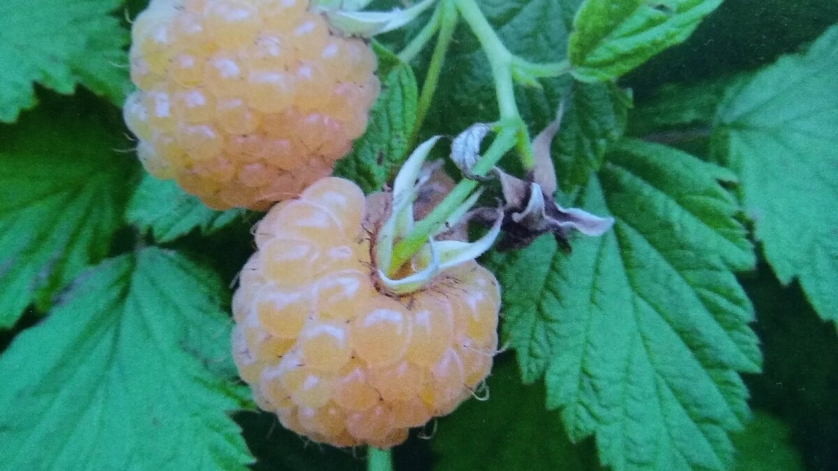 Фото "не очень" но я делала его для школьного доклада. А из доклада перенесла сюда.