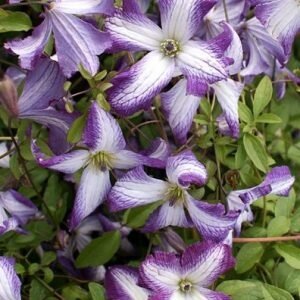 Клематис "I am Ledy Q"