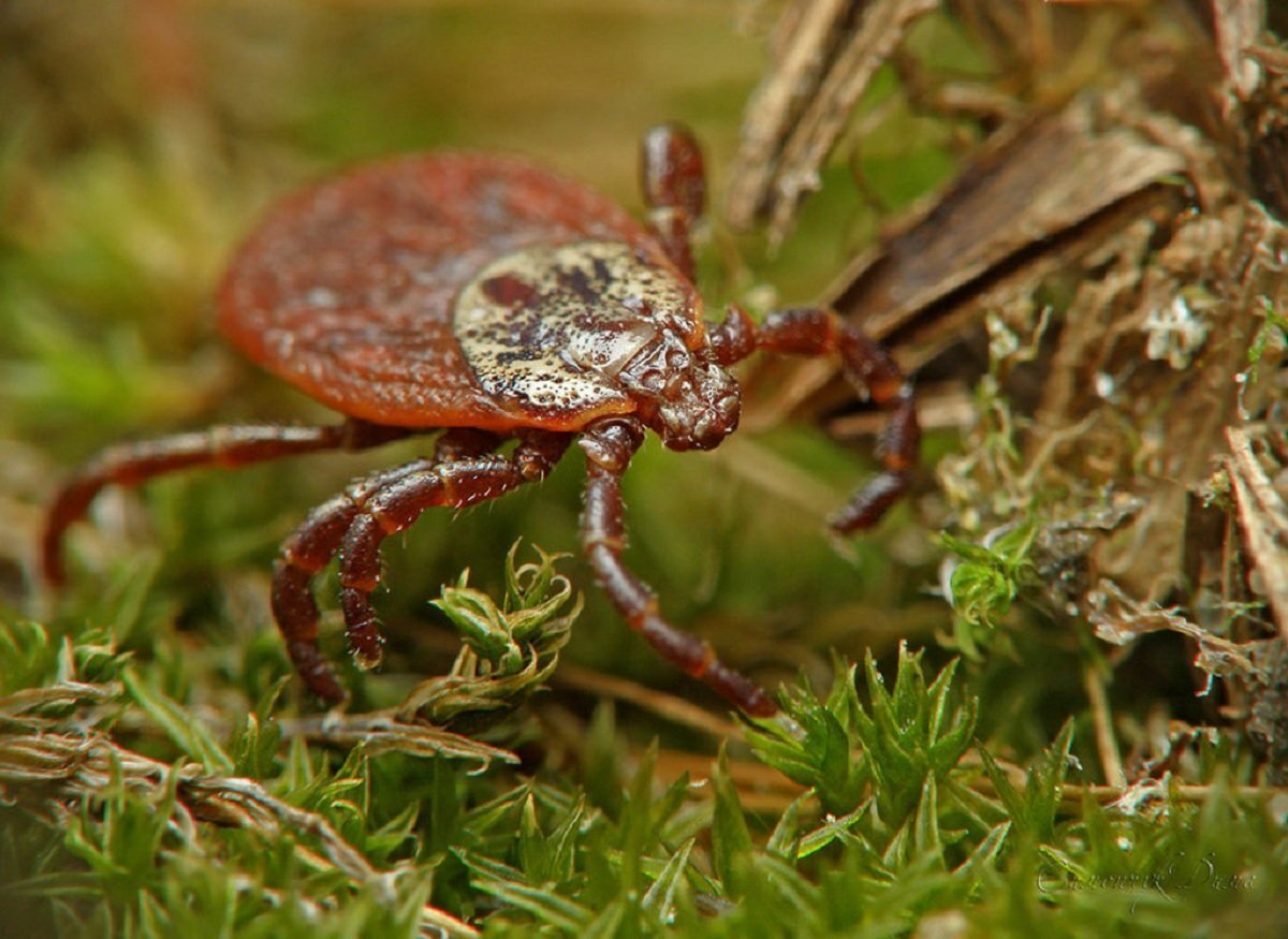 Клещ в траве. Фото из свободного источника