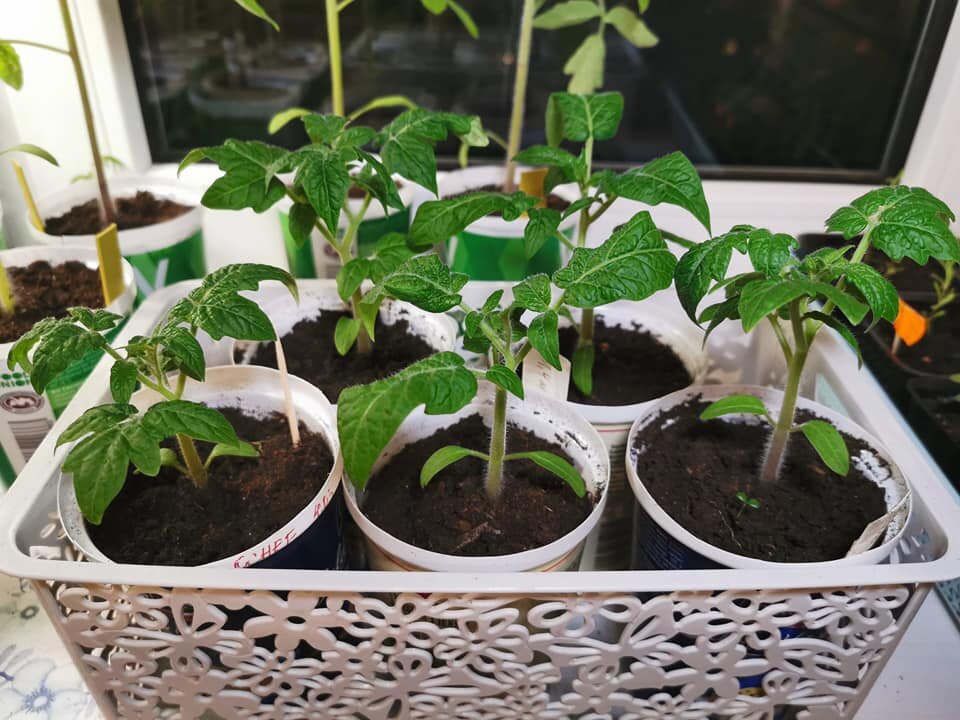 6 апреля . На фото Uluru Ochre и Afterhsok . Прошел месяц с момента посадки , а томаты не выглядят большими. 