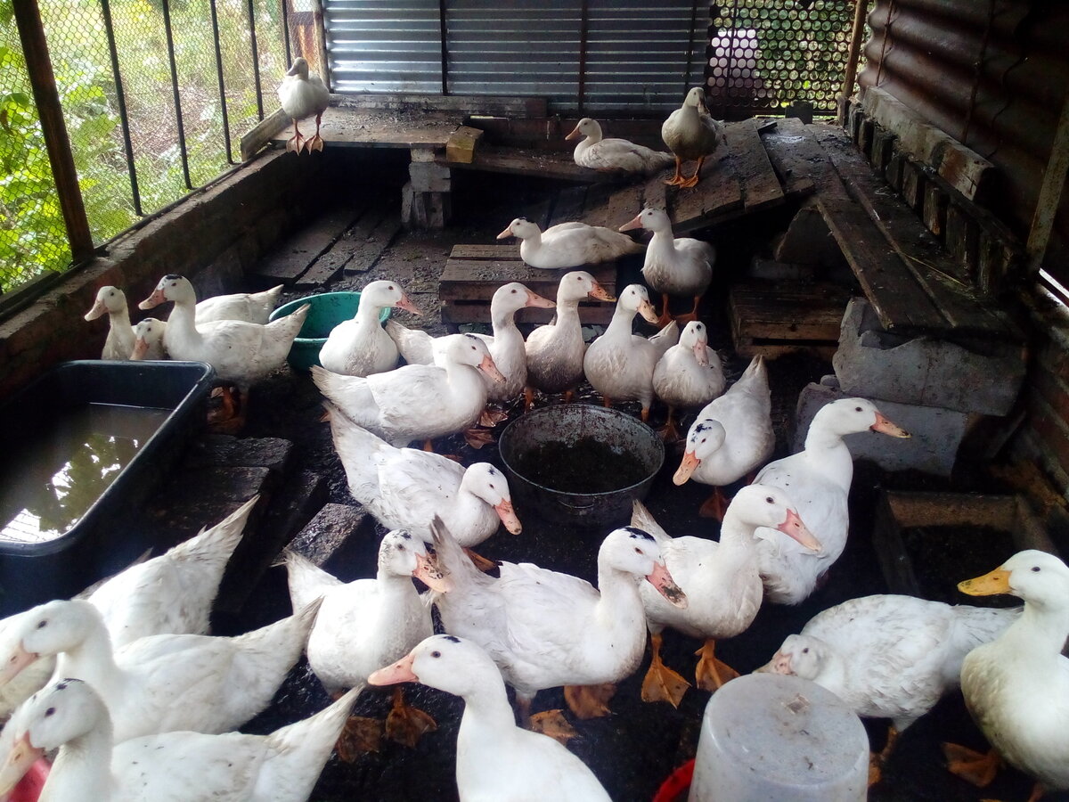 Задача: найдите на картинке утку другой породы, нежели все остальные. 