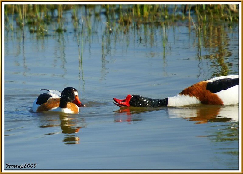 Пара пеганок. Фото Ferran Pestaña (flickr.com)