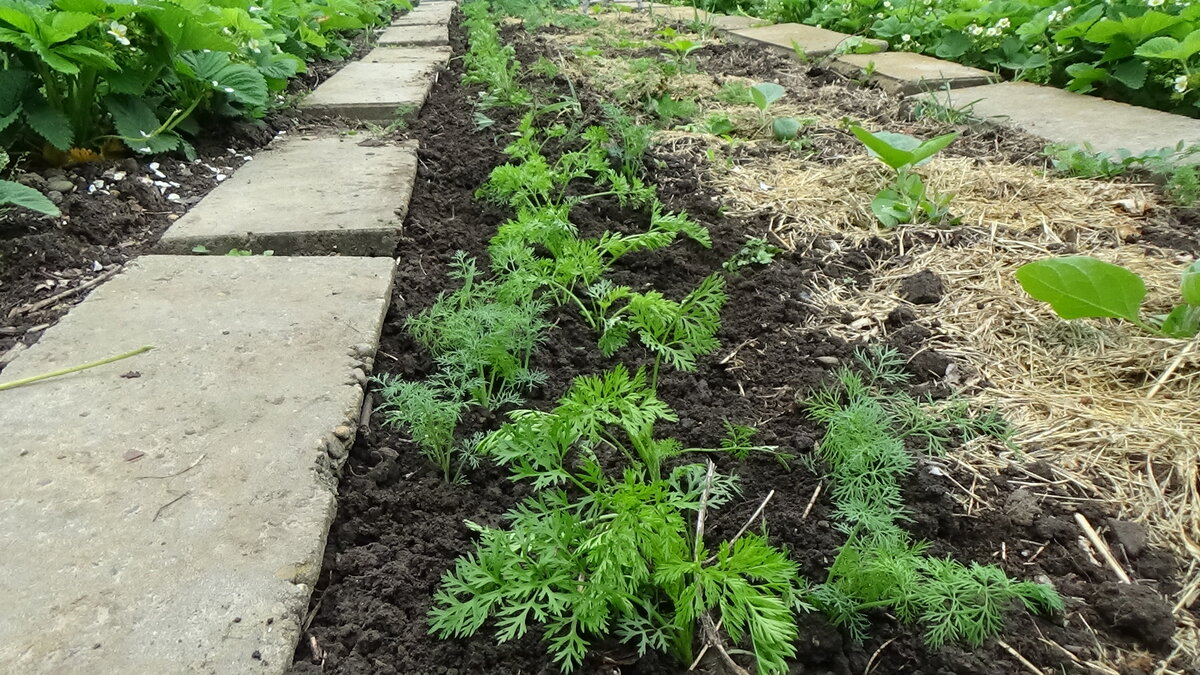 рыхление моркови. когда сеять укроп в открытый грунт. когда сеять укроп в открытый грунт. когда сеять укроп в открытый грунт. посадка капусты в открытый грунт семенами.
