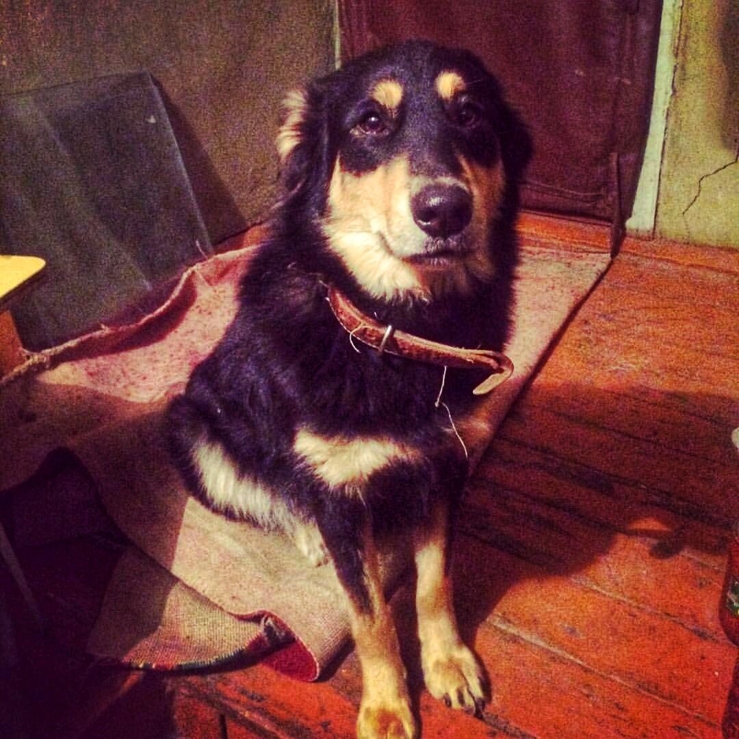 Самая "злая" в мире собака