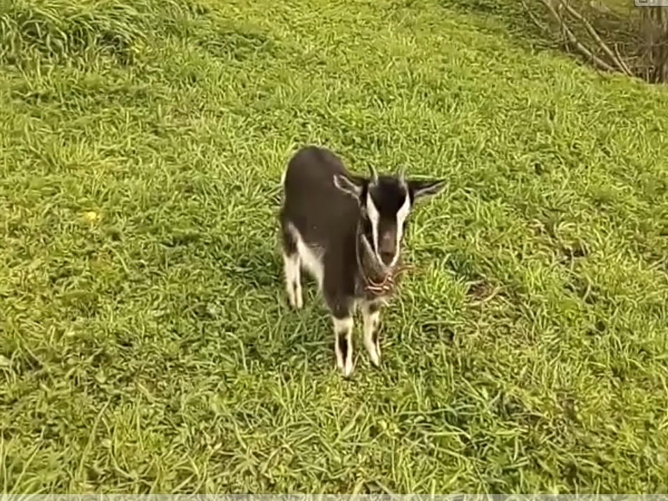 Луша - козочка 2 месяца