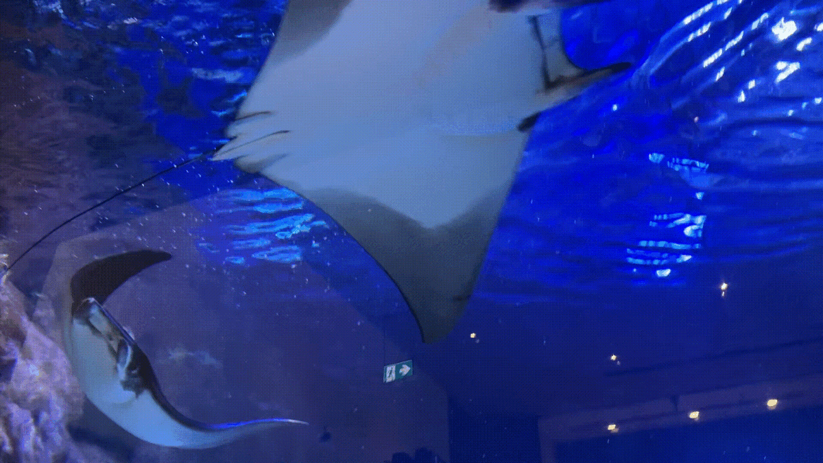 Скаты в Океанариуме Дубая. Вид со 2 этажа "Дубай Молла". Видео сделано автором канала.