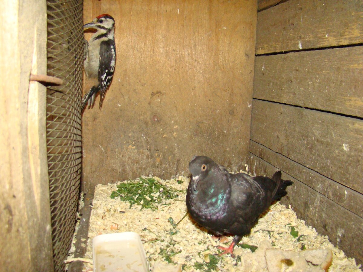 А это Гуля вместе с Чиком, о котором я писала в первой части. Немножко побыли соседями))