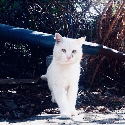 Крымская котейка. Фотокарточка из личного архива.