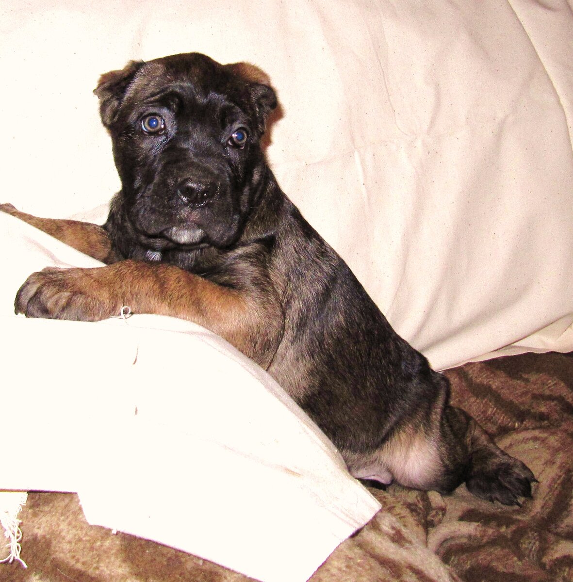 Лёля - уши уже обрезаны, но еще не встали.