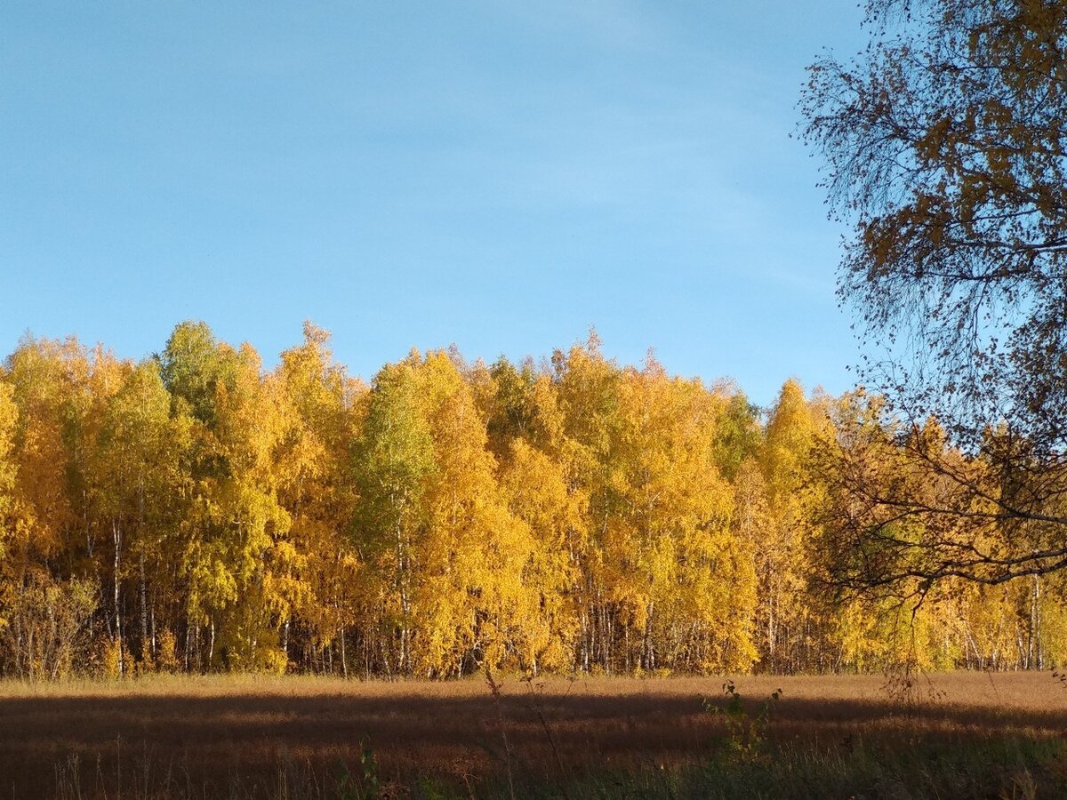 Светятся золотом изнутри