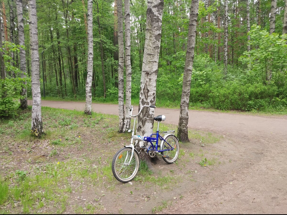 парк сосновка в питере