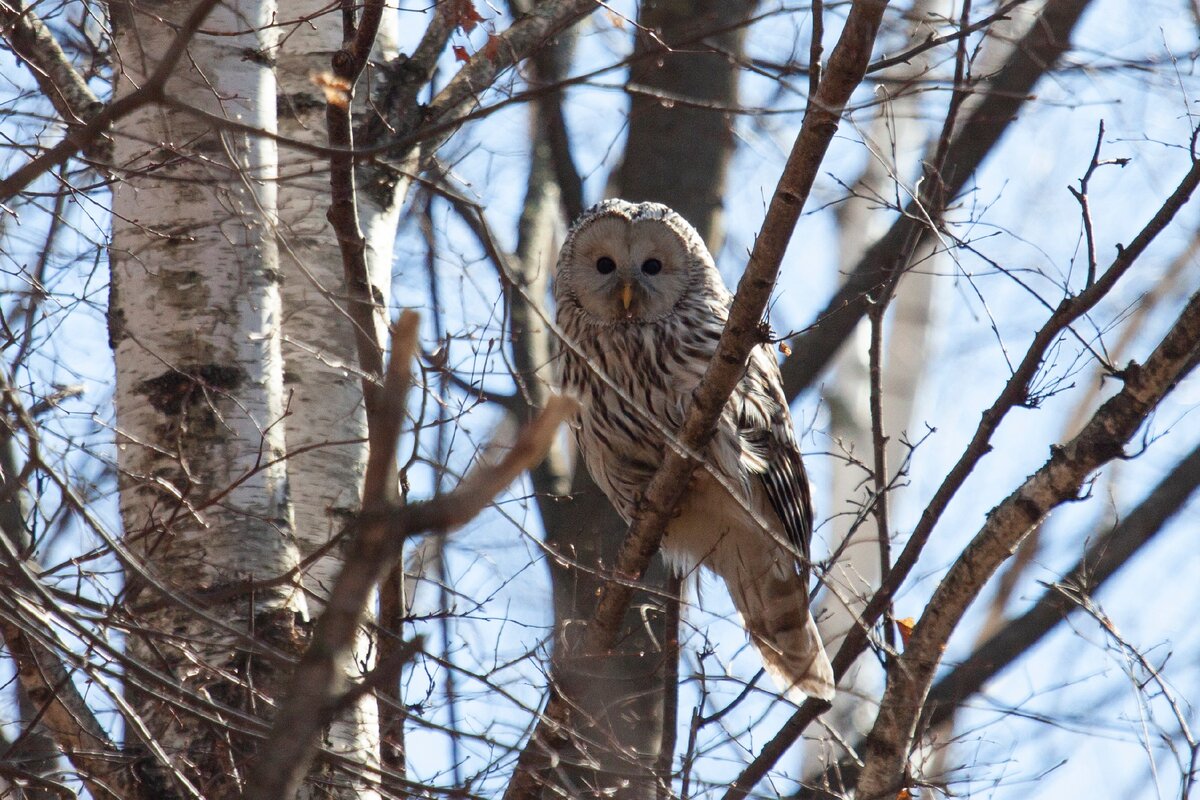 Длиннохвостая неясыть. Фото автора