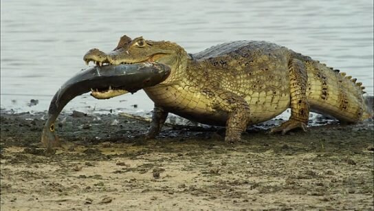 Интересные факты о крокодилах и их виды | Мир животных | Дзен