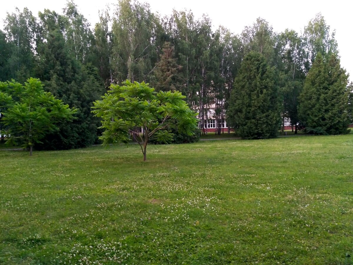 Лужайка с клевером