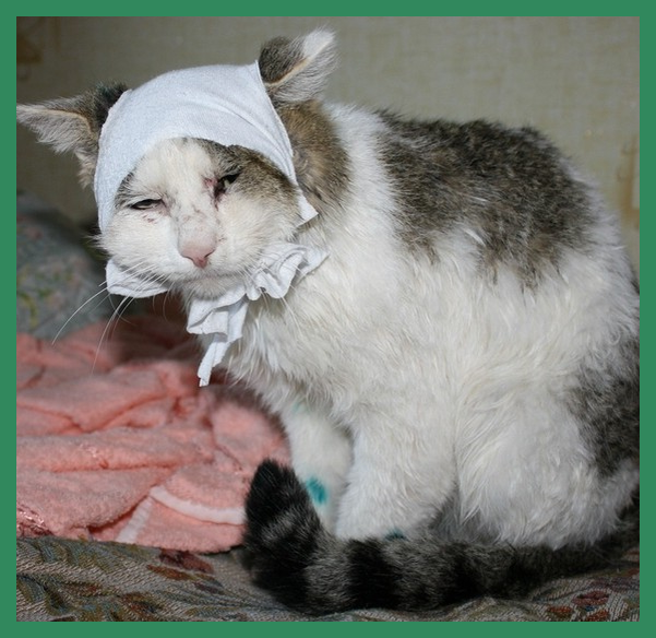 Кот с забинтованной головой. Кот сперевязаной головой. Бандаж на шею кошке. Котик с перевязанным ухом. Кот с перевязанной головой.