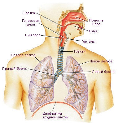Клетки лёгких человека – органы газообмена (дыхания) человека. | Верни себе своё бессмертие! | Дзен
