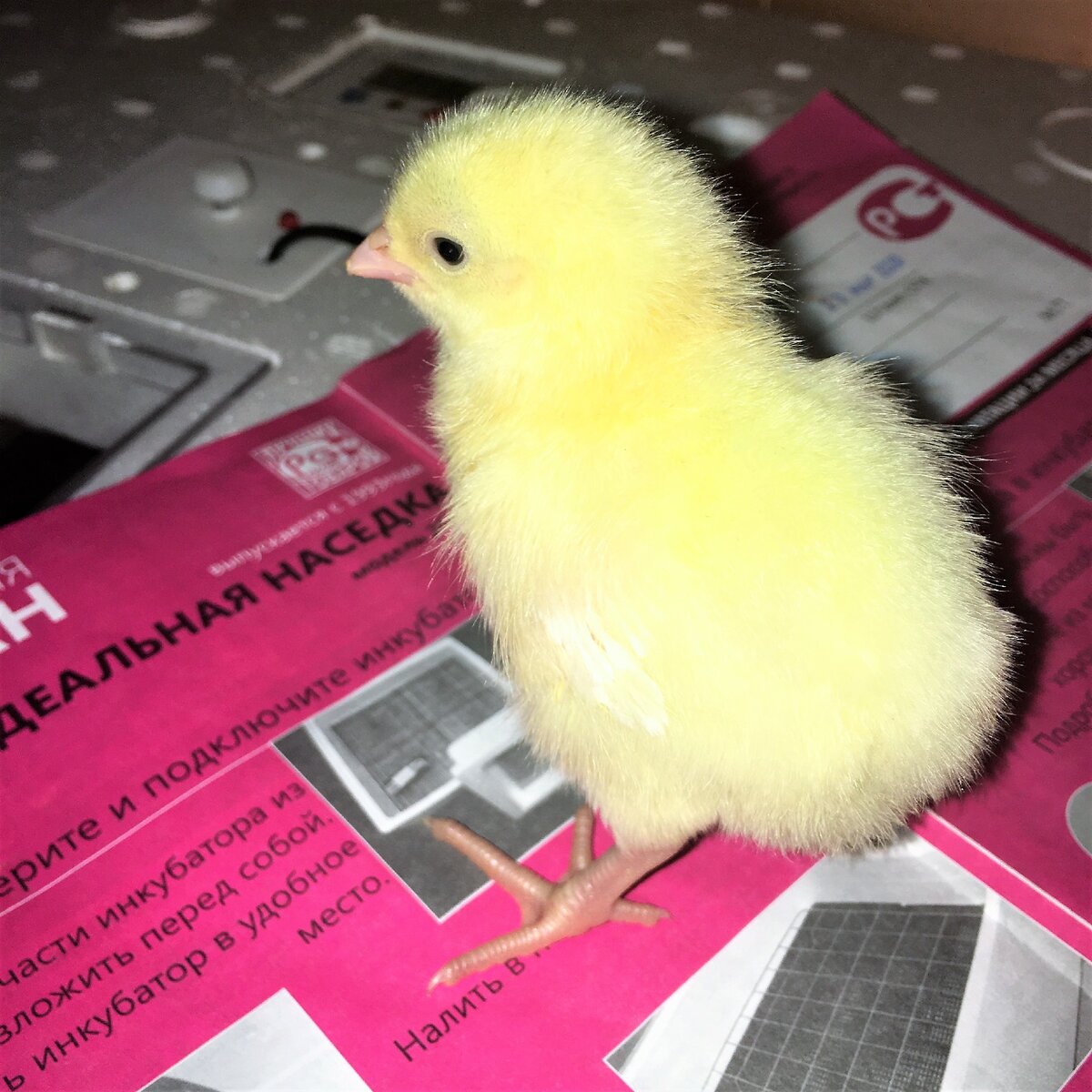 Цыпа позирует на инкубаторе) 
