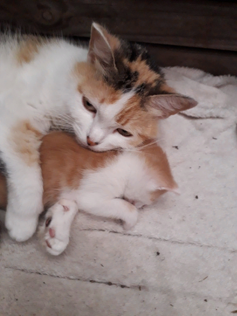 ни кошка ни собака