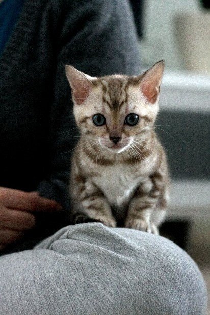 История породы бенгальская кошка

Бенгальская кошка
Как известно, новые породы домашних кошек появляются главным образом в результате тщательной селекции, призванной получить животных с желательными признаками родителей разных искусственно созданных видов или закрепить результат естественной мутации. Появление бенгальской кошки, по сути, стало итогом настойчивой работы одного энтузиаста, действовавшего вопреки неблагоприятным жизненным обстоятельствам и предубеждениям коллег. Имя этой целеустремленной женщины – Джейн Милл. Еще во время учебы в Калифорнийском университете в Дейвисе студентку-генетика заинтересовала возможность создания новой породы путем скрещивания королевской сиамской и персидской особей. Но научный руководитель посчитал такую тему исследования «несерьезной», посоветовав сосредоточиться на селекции чего-то более практичного, способного заинтересовать сельские или животноводческие хозяйства. Идея была оставлена, однако не забыта.В 1961 году, во время рабочей поездки в Таиланд, Джейн впервые увидела диких леопардовых котов и была совершенно очарована этими большеглазыми созданиями. Там же шокированная американка узнала, что существованию вида угрожает охота за их необычным мехом. Чтобы спасти хотя бы одну пятнистую красавцу, она купила и привезла Малайзию домой, где уже обитал беспородный черный кот. Никаких планов по получению общего потомства у хозяйки не было, и появление на свет Кин-Кин стало настоящим сюрпризом. У «гибридной» кошки, в свою очередь, родилось двое котят, но продолжить линию не удалось: девочка не унаследовала характерный окрас дальневосточных кошек и отличалась скверным характером, а мальчик погиб по трагической случайности. Сама Кин-Кин, не принеся другого потомства, умерла от пневмонии.
Бенгальский котенок
На этом эксперименты фелинолога могли прекратиться, однако по счастливому стечению обстоятельств в медицинском центре Университета Лома-Линда для исследований кошачьей лейкемии был получен помет от домашних кошек и самцов ALC (Asian Leopard Cat), стойких к этому заболеванию. Доктор Уиллард Сентервол, руководивший проектом, с радостью передал на попечение Джейн несколько котят первого поколения. Новой проблемой стал выбор партнеров для дальнейшего разведения – миссис Милл была уверена, что британские, абиссинские или другие популярные виды имеют генетически ослабленные линии, а потому не подходят для выведения новой породы. Решение нашлось после поездки в Нью-Дели, где она случайно увидела пятнистого золотисто-рыжего котенка. Бронзовый окрас и особое сияние шерсти Тори передались потомкам. Позже из Индии в США для Джейн доставили еще несколько кошек, сегодня признанных «индийской линией» мау.Многие местные заводчики привычных египетских мау и оцикетов восприняли инициативу в штыки и развернули кампанию против регистрации гибридов. Неизвестно, опасались они неконтролируемого проявления «дикой крови» или попросту пытались препятствовать появлению пятнистых конкурентов. В результате бенгальские кошки долгое время не признавались авторитетной The Cat Fanciers' Association, хотя TICA еще в 1983 году зарегистрировала первую особь новой породы. С 1985 года питомцы Джейн Милл активно участвовали в национальных выставках, покоряя экспертов и зрителей блестящей шерстью с контрастным рисунком, атлетическим сложением и природной грацией.На протяжении 80-х и 90-х годов создатель бенгалов продолжала селективную работу и получила еще несколько продуктивных линий, в том числе – с участием новых самцов леопардовой кошки. Сегодня главными целями улучшения породы заводчики называют очистку от «генетического мусора», который проявляется в котятах с одноцветным окрасом, длинной шерстью, нежелательным тикингом.