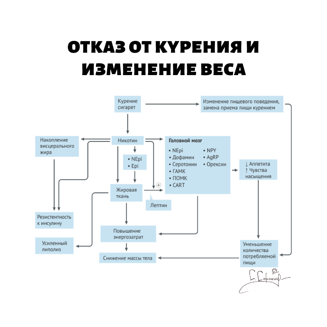 никотин и обмен веществ