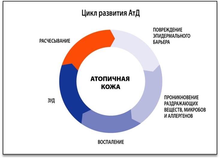  Цикл «зуд-расчесывание»