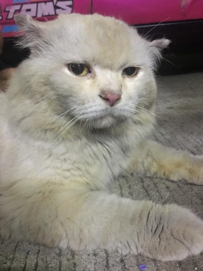 Источник animal.catdumb