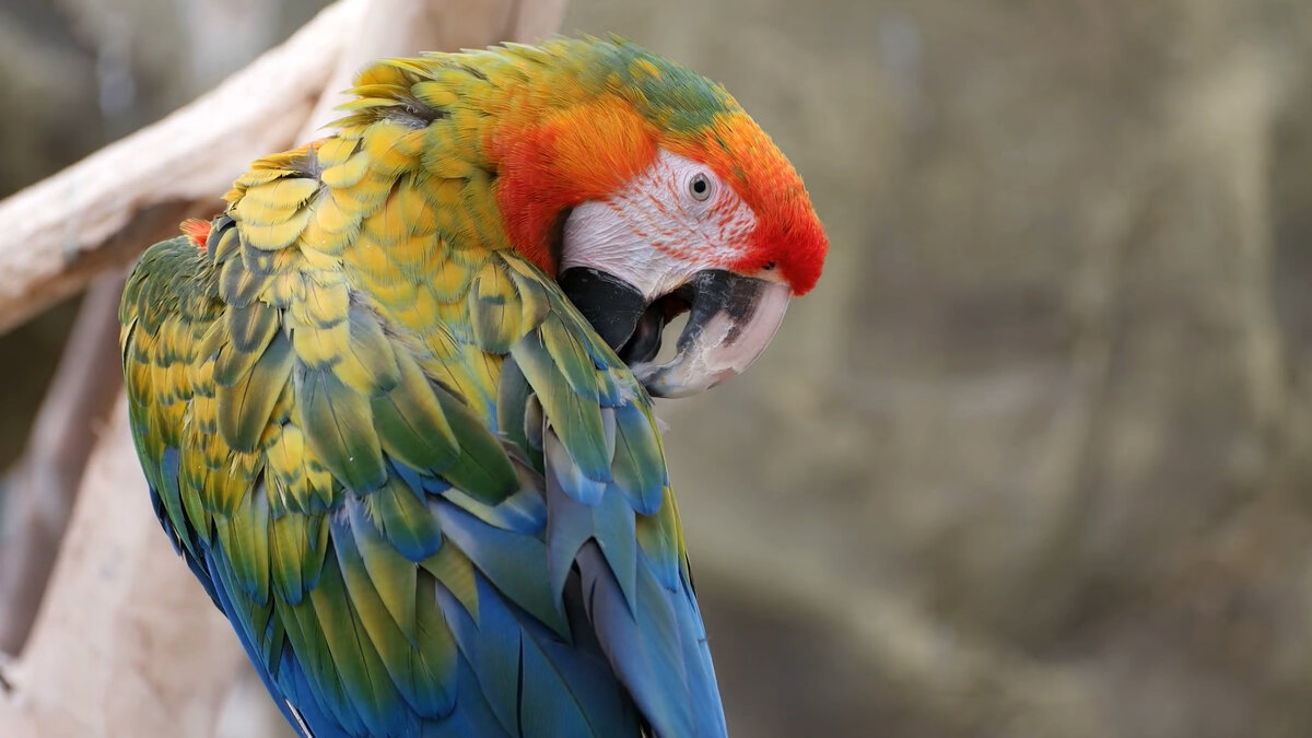 Попугай ара