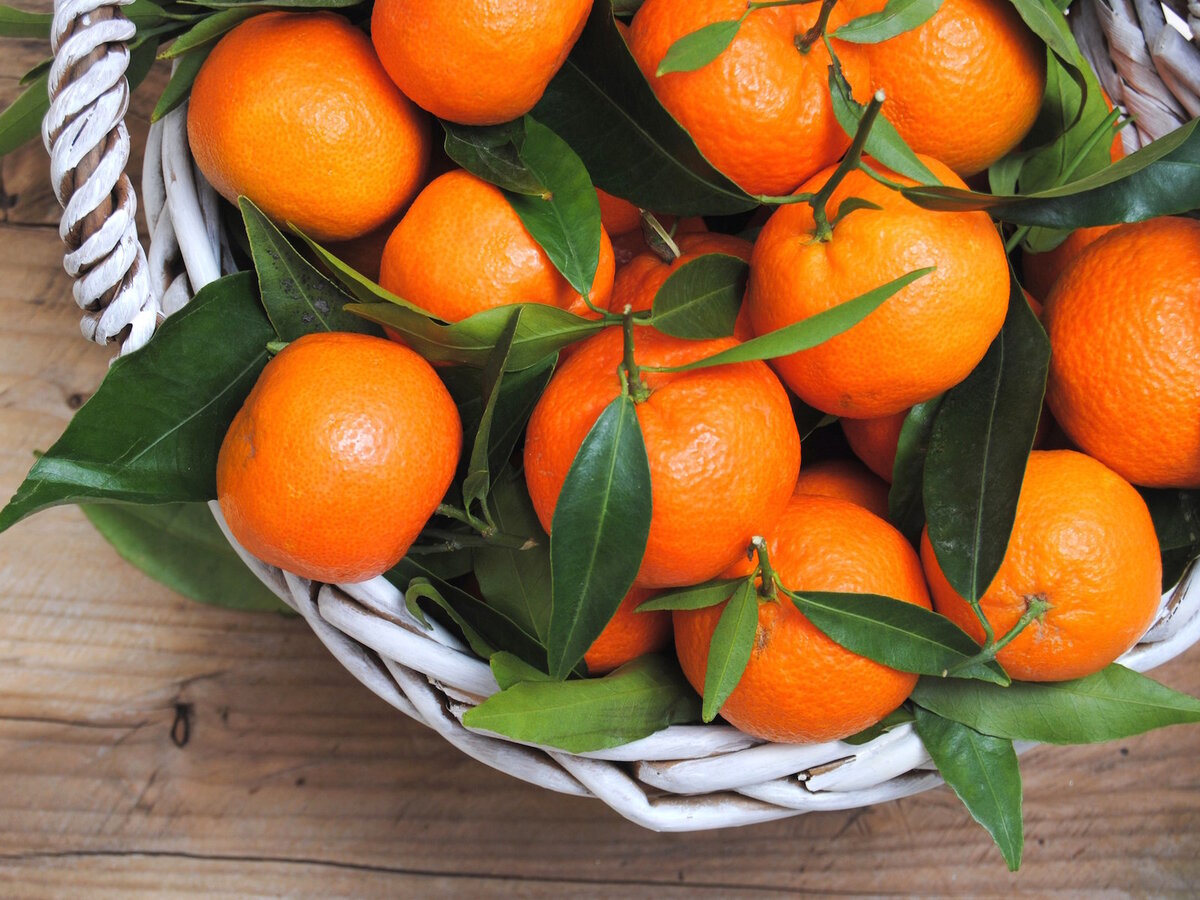 Среди мандаринов. Мандарины Муркотт. Лимандарин Неаполь Citrus otaitensis di Napoli. Корзинка с мандаринами. Корзинка с апельсинами.