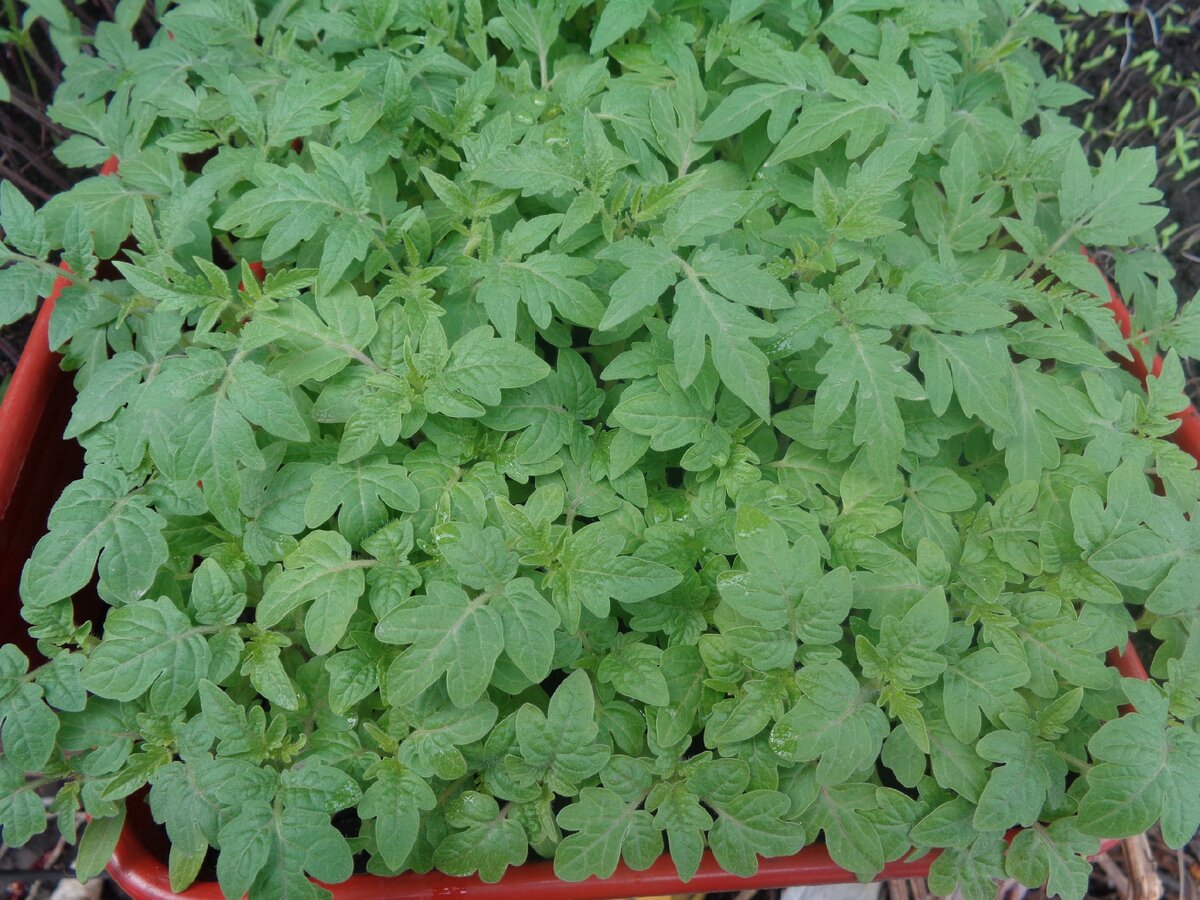 томат сорт безрассадный в теплице. когда садить помидоры в сибири. посадка помидор на рассаду. посев семян томатов. окучивание помидоров в открытом грунте.