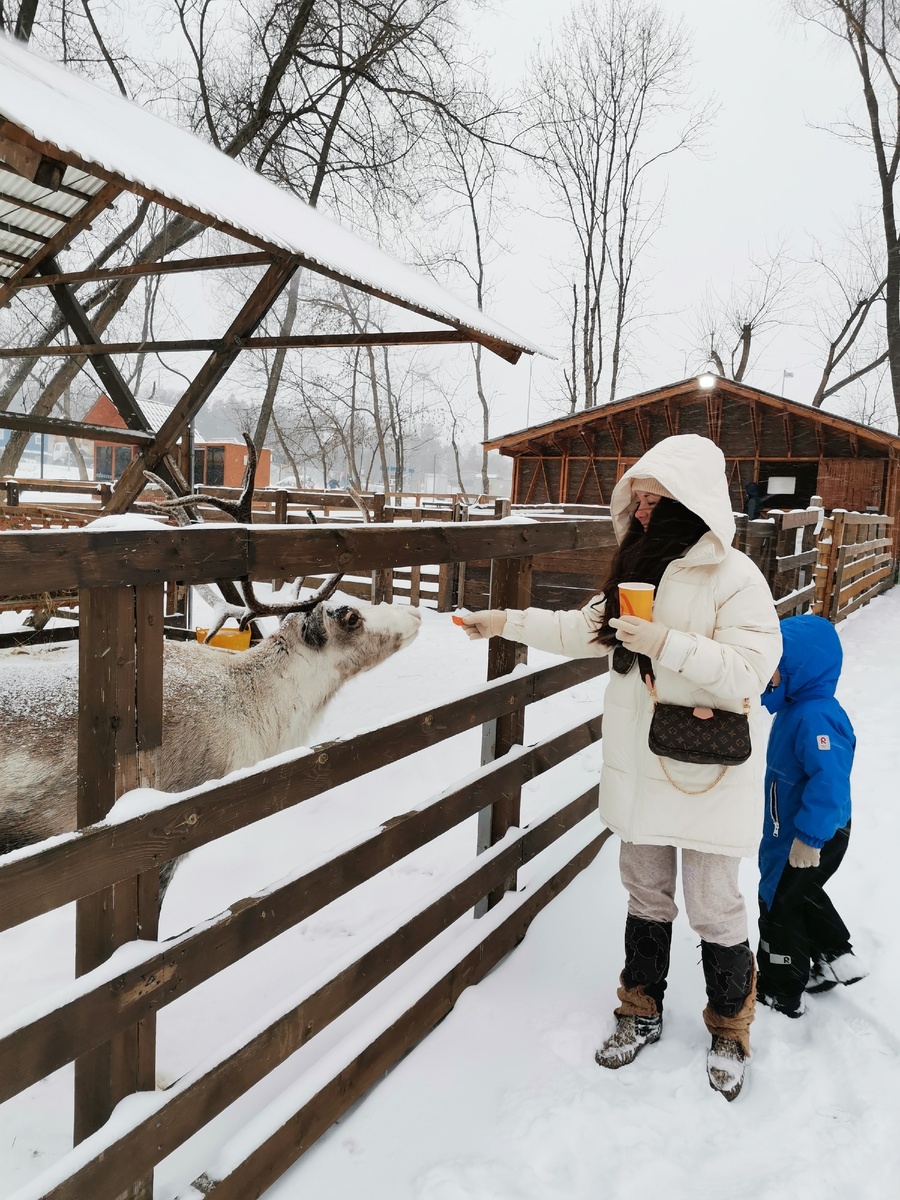 Олень в городской ферме ВДНХ 