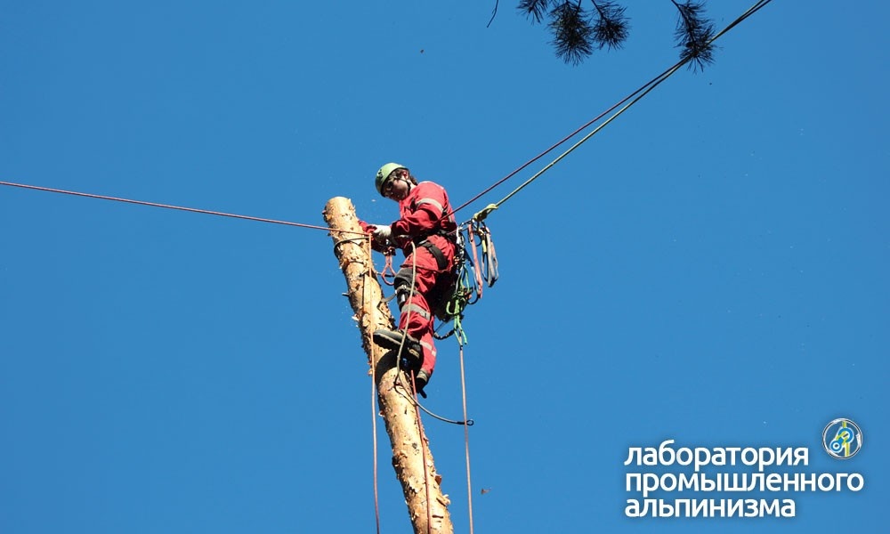 Удаление и спил зависшей сосны