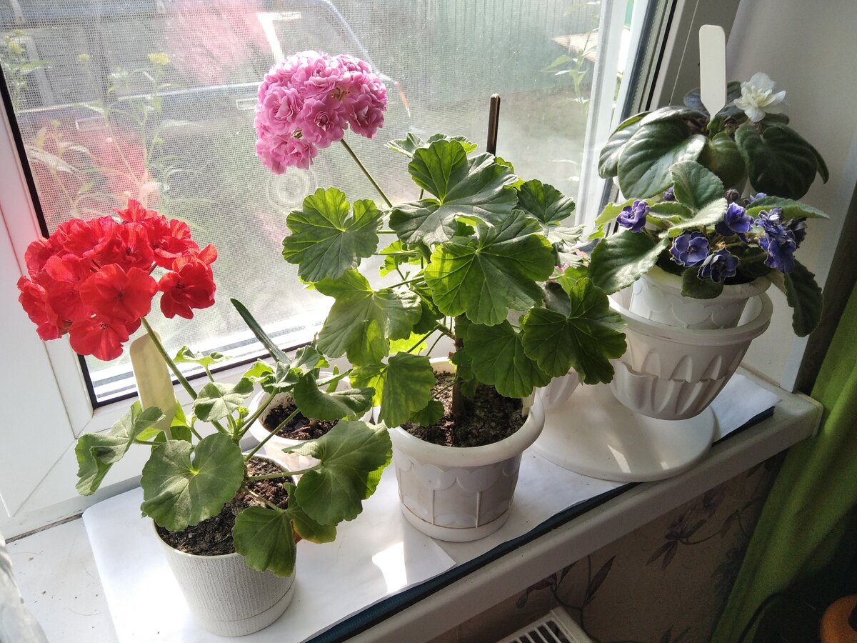 Оранжевый - карликовый сорт 'Ainsdale Duke'. Лето 2020. 