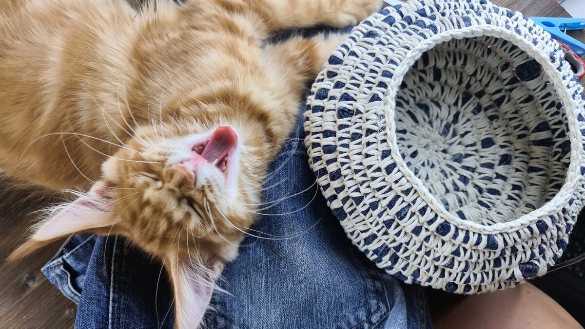 Кот устал, помогал)))