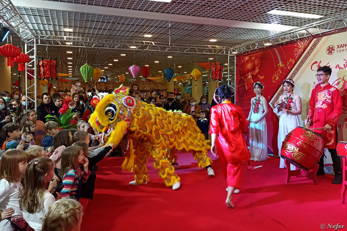 праздник тет во вьетнаме. тэт вьетнам. вьетнамский новый год 2024 когда. японское деревце мотибана. тэт вьетнам.