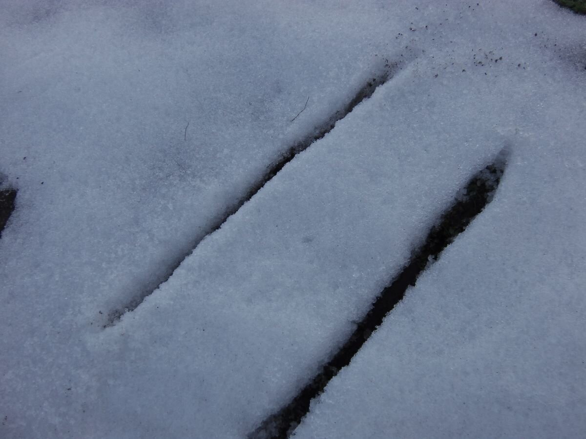 Посев моркови в марте. Фото автора