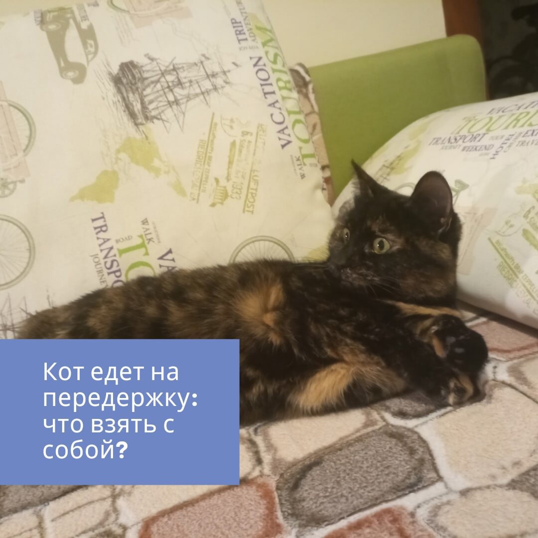 Оставить кота на передержку. Передержка кота на время отпуска. Передержка животных объявления. Взять котенка на передержку. Передержка кошек Тюмень.