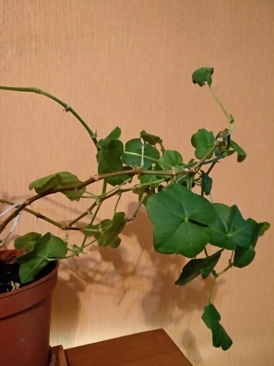 Мягко говоря выглядит не очень. 