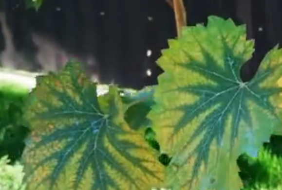 Недостаток магния на виноградном листе