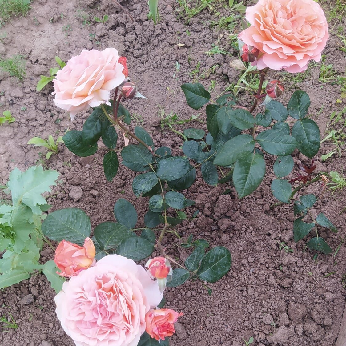 Мой первый куст роз. Фото автора.